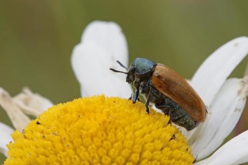 Labidostomis humeralis